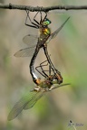 Falkenlibelle (Cordulia aenea)